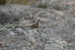 Cinclodes comechingonus