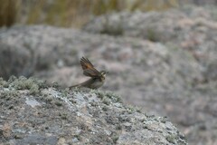 Cinclodes comechingonus