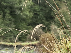 Austroderia richardii