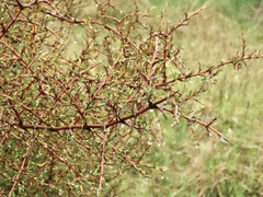 Coprosma rugosa