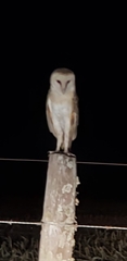 Tyto alba