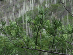 Bursera morelensis