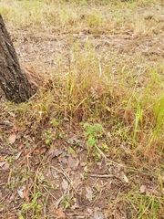 Melinis repens