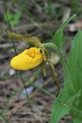 Cypripedium parviflorum pubescens