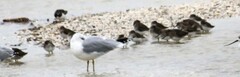 Calidris alpina
