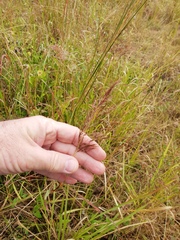 Capillipedium spicigerum