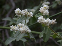 Gomphrenoideae