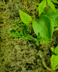 Botrychium michiganense