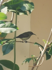 Aethopyga christinae