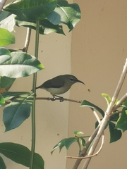 Aethopyga christinae