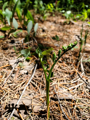 Botrychium spathulatum