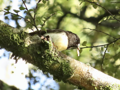 Petroica macrocephala