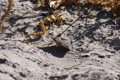 Junonia nigrosuffusa