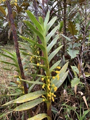 Maxillaria aurea