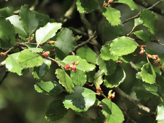 Nothofagus fusca