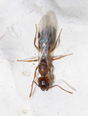 Dolichoderus diversus