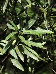 Pseudopanax linearis