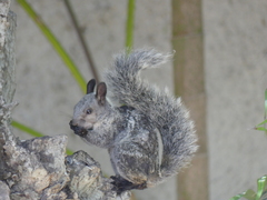 Sciurus stramineus