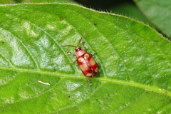 Omophoita sexnotata