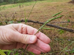 Urochloa eminii