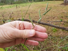 Urochloa eminii