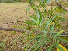 Gomphocarpus fruticosus