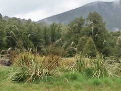 Austroderia richardii
