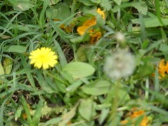 Taraxacum officinale