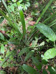 Aechmea distichantha