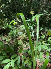 Cyclanthus bipartitus