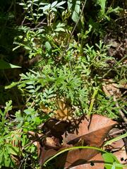 Selaginella delicatula