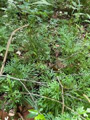 Selaginella uncinata