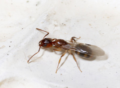 Dolichoderus diversus