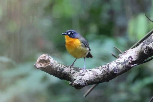 Yellow-breasted Forest Robin (Stiphrornis mabirae), photo 6