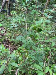 Ligustrum ovalifolium