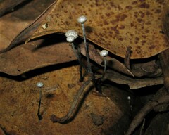 Xylaria clusiae