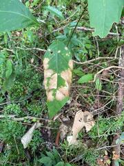 Citharexylum subflavescens