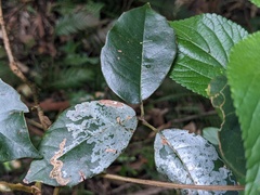 Cissus hypoglauca