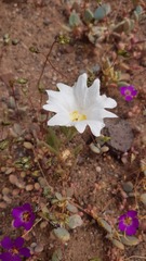 Nolana baccata