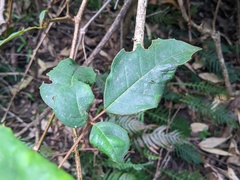 Cissus hypoglauca