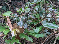 Cissus hypoglauca