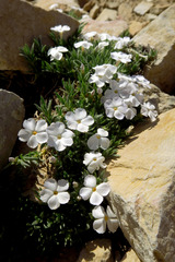 Phlox pulvinata