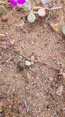 Geoborus rugipennis