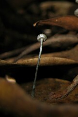 Xylaria clusiae