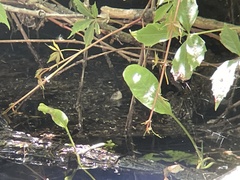 Actinemys marmorata marmorata