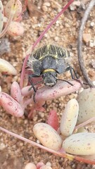 Geoborus rugipennis