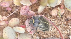 Geoborus rugipennis