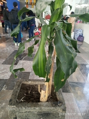 Dracaena fragrans