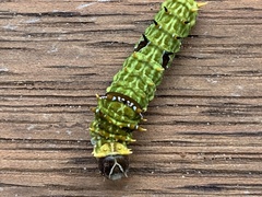 Papilio aegeus aegeus