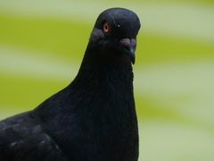 Columba livia domestica